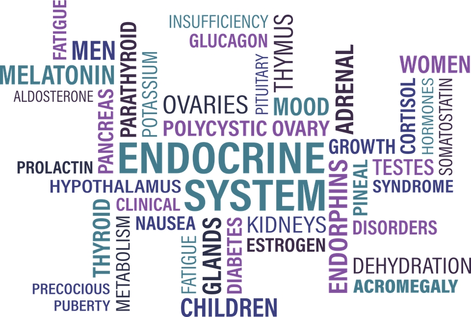 О эндокринных гормонах: паратироидный гормон