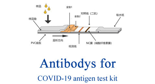 Антитела для COVID-19 теста на антиген