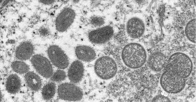 Sekbio рекомбинант Monkeypox протеины вируса